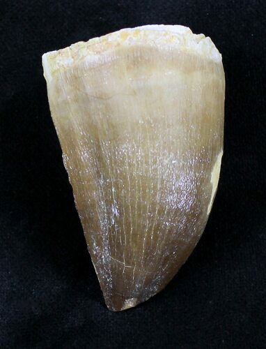 Mosasaur (Prognathodon) Tooth #20537